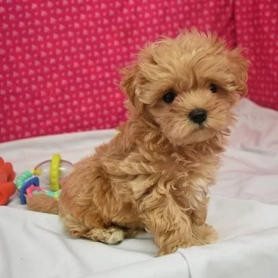 Roztomilá a milá štěňata Maltipoo na prodej