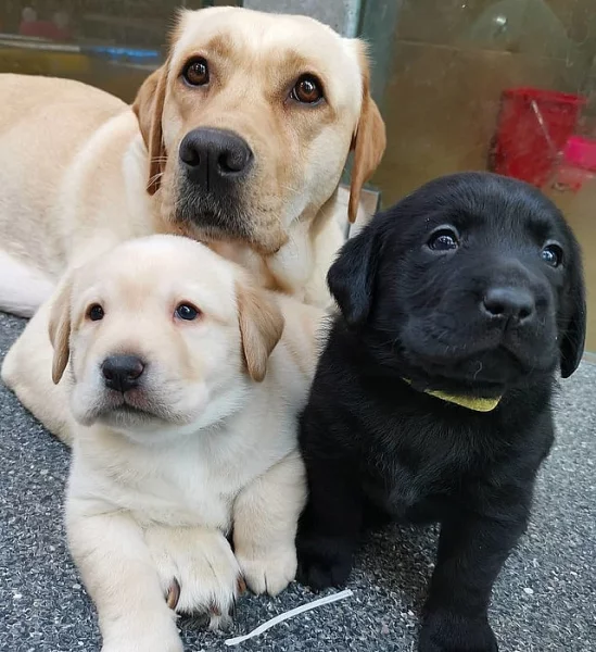 Nádherná štěňata labradorského retrívra