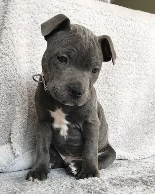 Krásná štěňata pitbulla pro dobrý dům