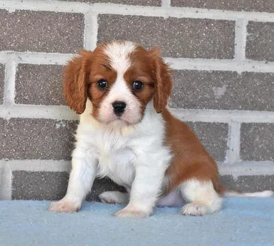 Ohromující štěňata Kavalíra King Charles Spaniel