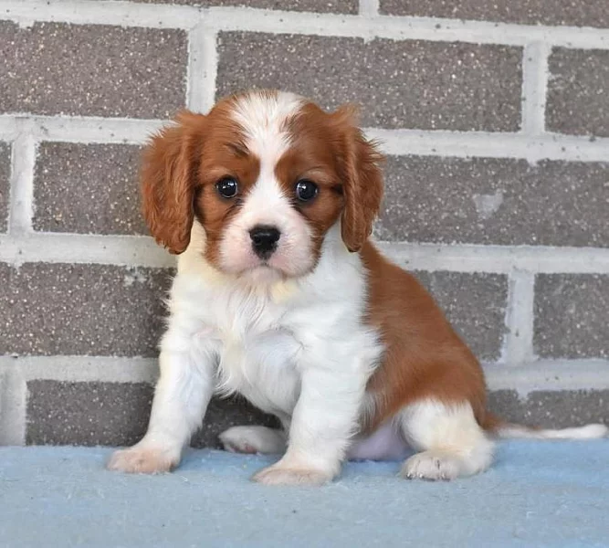Ohromující štěňata Kavalíra King Charles Spaniel