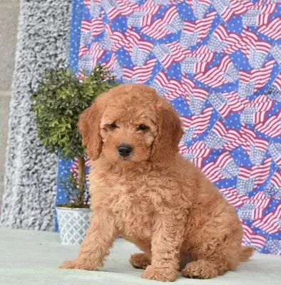 Kvalitní inteligentní Goldendoodle pro návrat domů