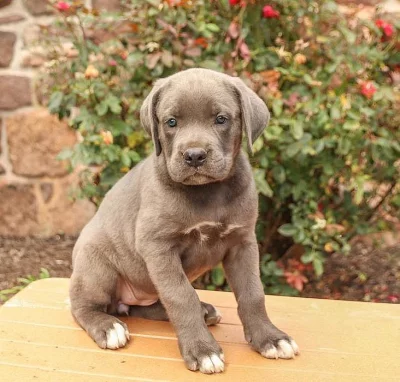 Milující štěňata Cane Corso k nastěhování