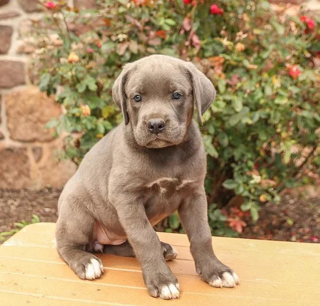 Milující štěňata Cane Corso k nastěhování