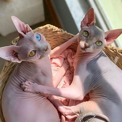 Extra okouzlující koťata Sphynx k dispozici