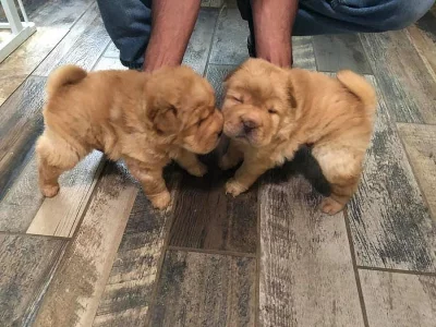 Sladká čínská štěňata Shar-pei na prodej