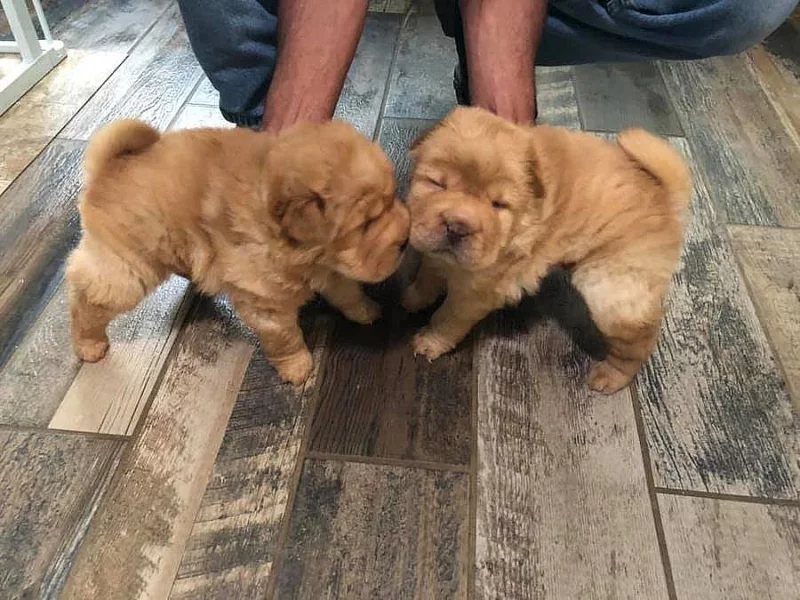 Sladká čínská štěňata Shar-pei na prodej