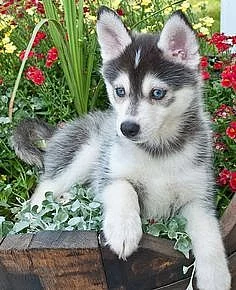 Okouzlující štěňata Pomsky k dispozici