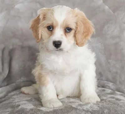 Úžasná štěňata Cavachon pro nové domovy