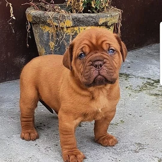 Krásná štěňata Dogue de Bordeaux