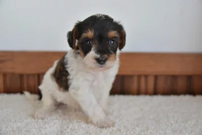 Sladká a pěkná štěňata Schnoodle