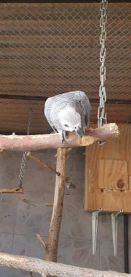 Žako šedý samička