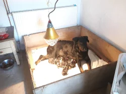 Beauceron - francouzský ovčák