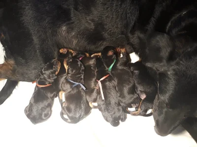 Beauceron - francouzský ovčák
