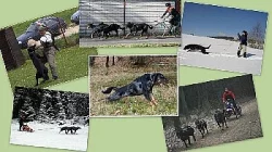 Beauceron - francouzský ovčák
