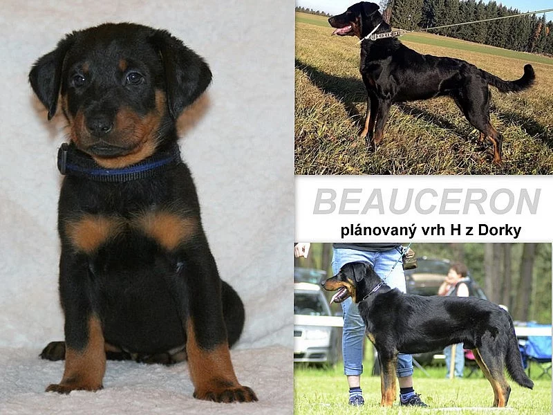 Beauceron - francouzský ovčák