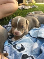 American bully