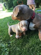 American bully