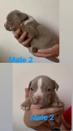 American bully