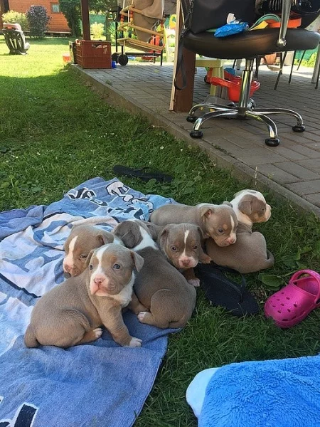 American bully