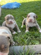 American bully