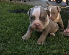American bully