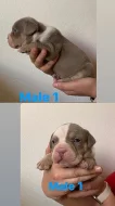 American bully