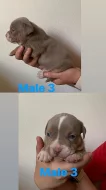 American bully