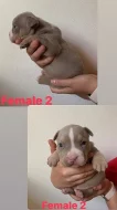 American bully