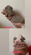 American bully