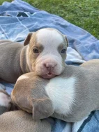 American bully