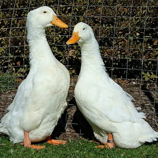 Kachny německé pekingské kolmé