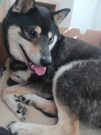 Černá štěňata Shiba-Inu