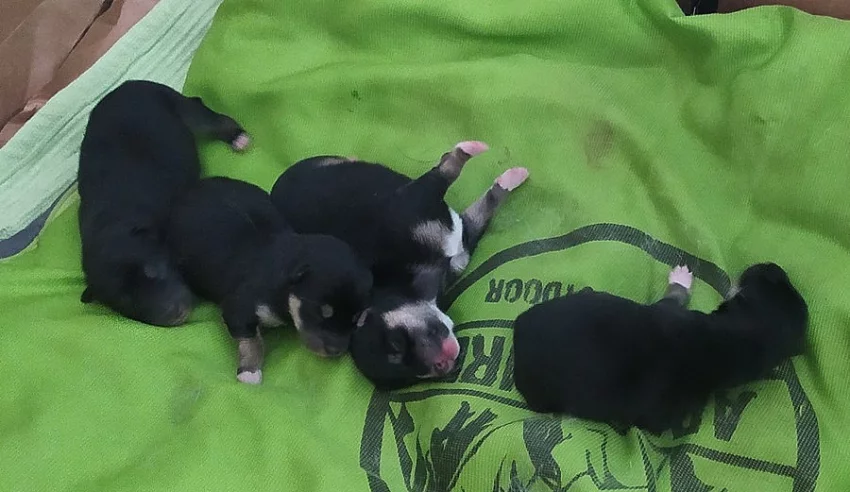 Černá štěňata Shiba-Inu