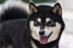 Černá štěňata Shiba-Inu