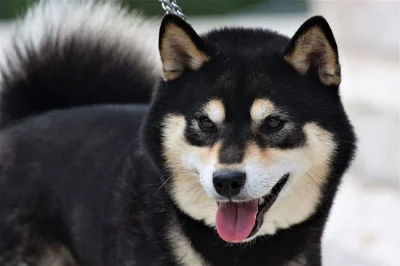 Černá štěňata Shiba-Inu
