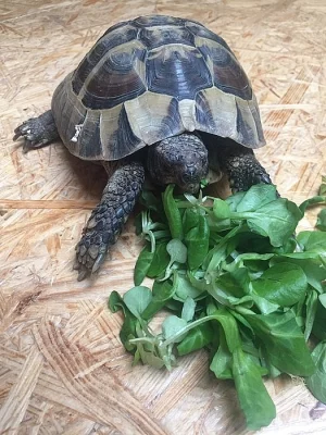 Želva zelenavá (11 let)