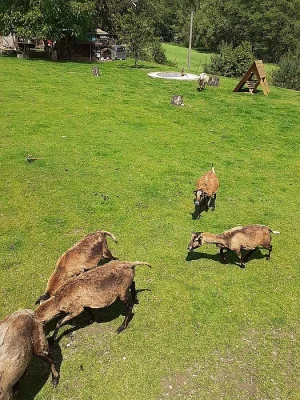 kamerunské ovečky