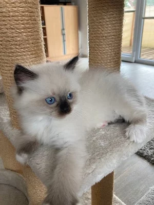 Koťátka Ragdoll bez PP