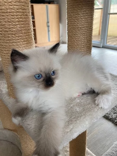 Koťátka Ragdoll bez PP