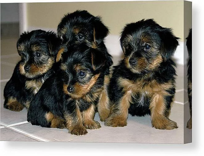 yorkshire terrier s PP FCI pejsek a fenka