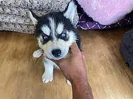 Sibirský husky