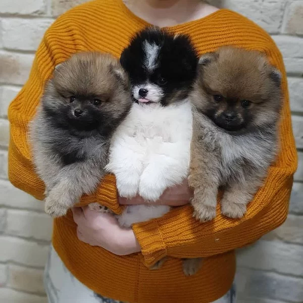 Špicové Pomeranian
