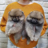 Špicové Pomeranian