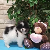 Špicové Pomeranian
