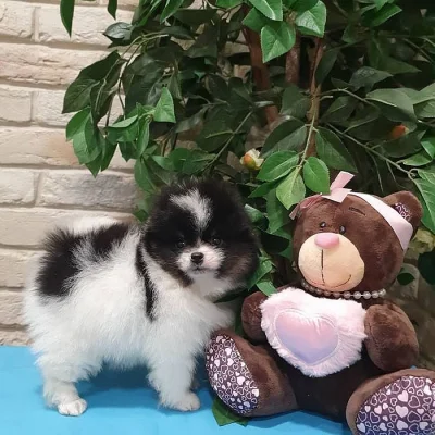 Špicové Pomeranian