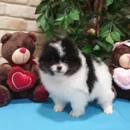 Špicové Pomeranian