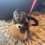 Opičí mláďata ihned