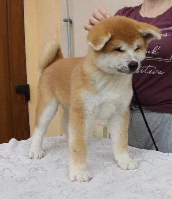 Akita štěně