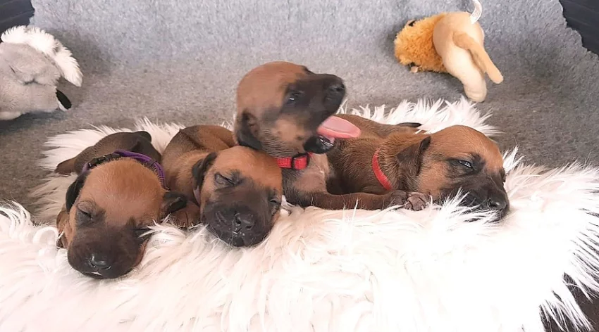 Rhodéský Ridgeback - vymazlená štěňátka s PP